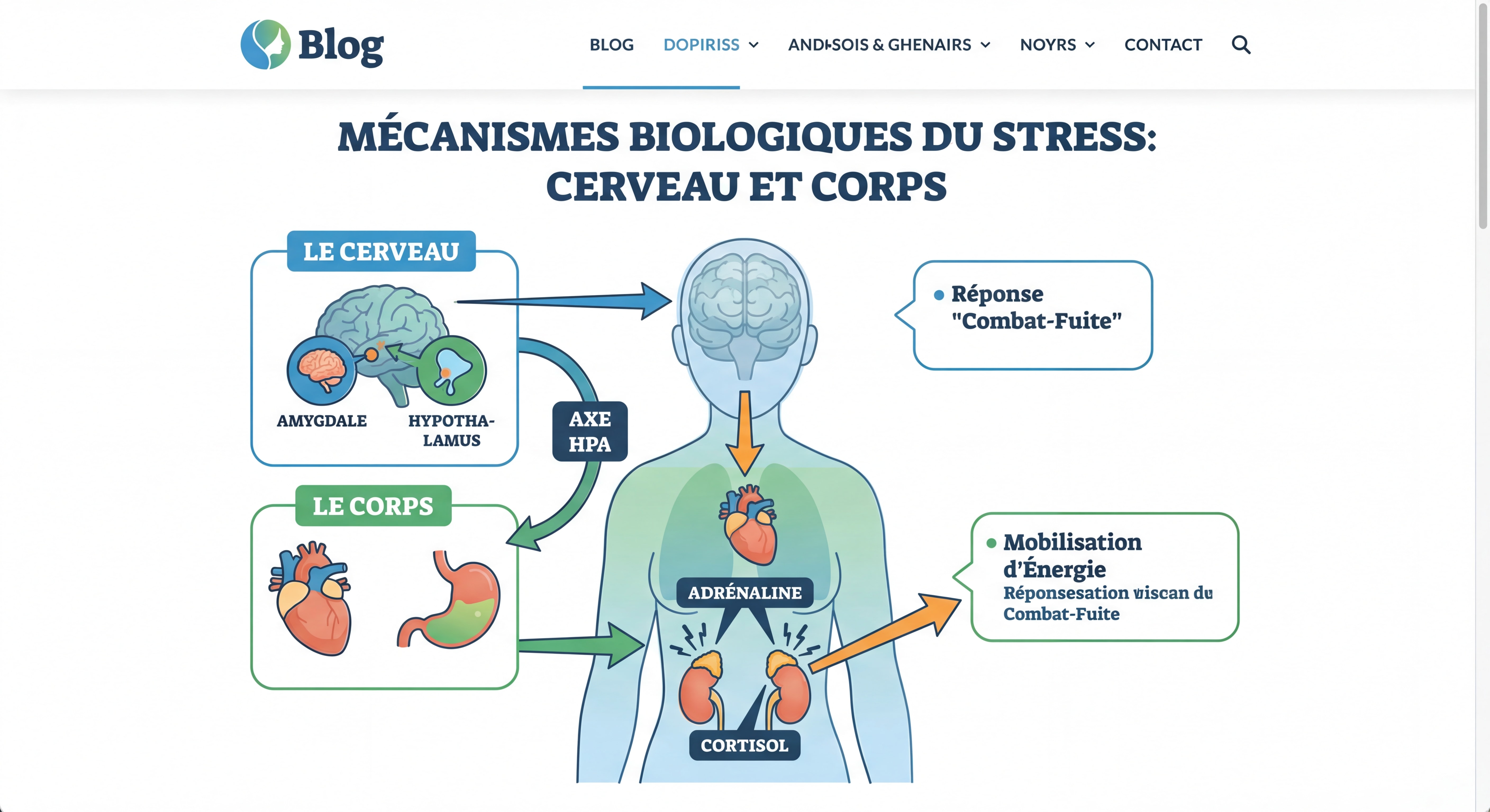 Le mécanisme du corps sur le déclenchement du stress. Comment l'éviter pour la gestion du stress efficace.