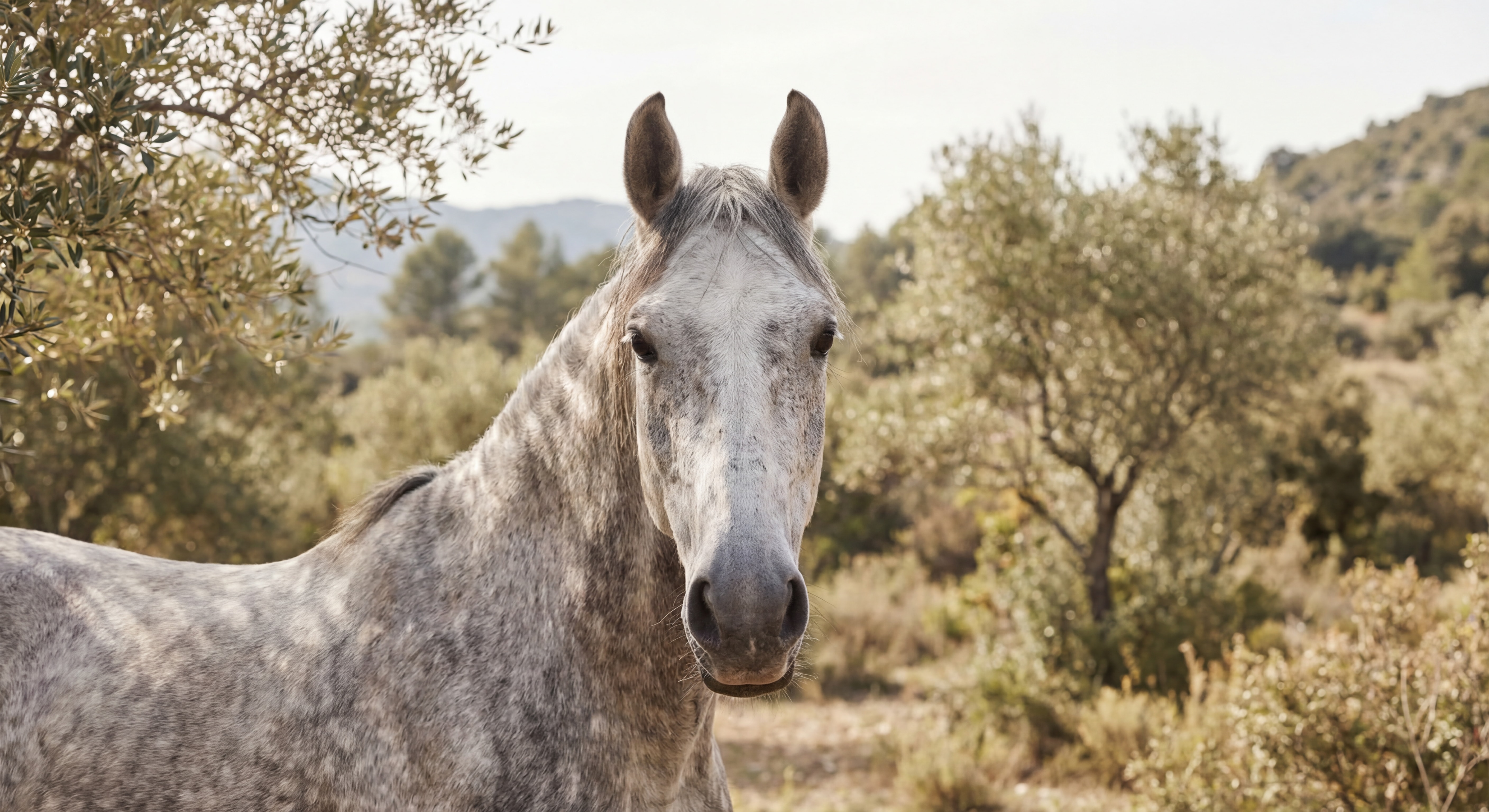 Cheval en gros plan dans les Baronnies provençales, regard doux et bienveillant, lumière naturelle