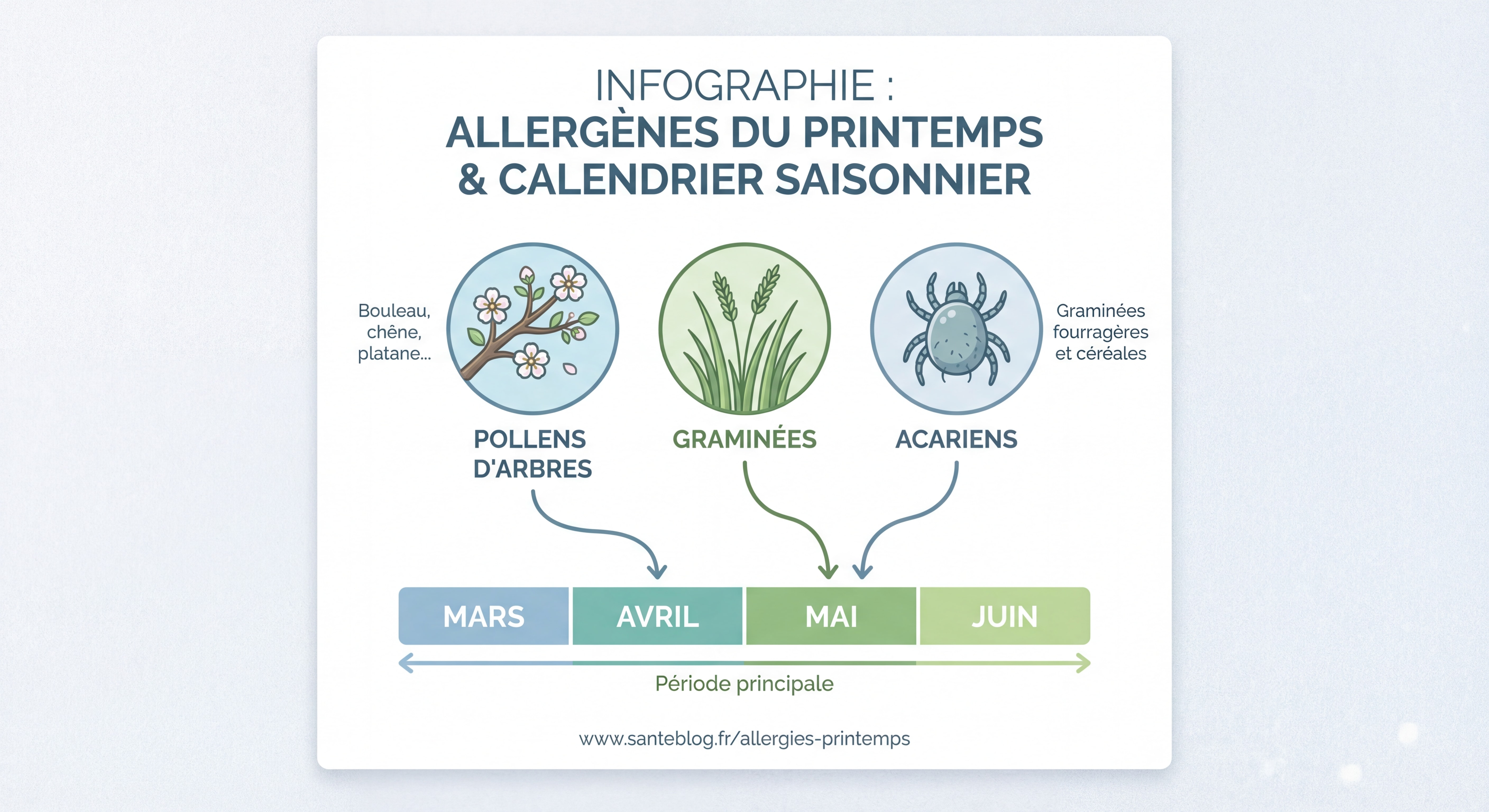 Infographie illustrant les principaux allergènes du printemps - pollens d'arbres, graminées, acariens - avec un calendrier saisonnier