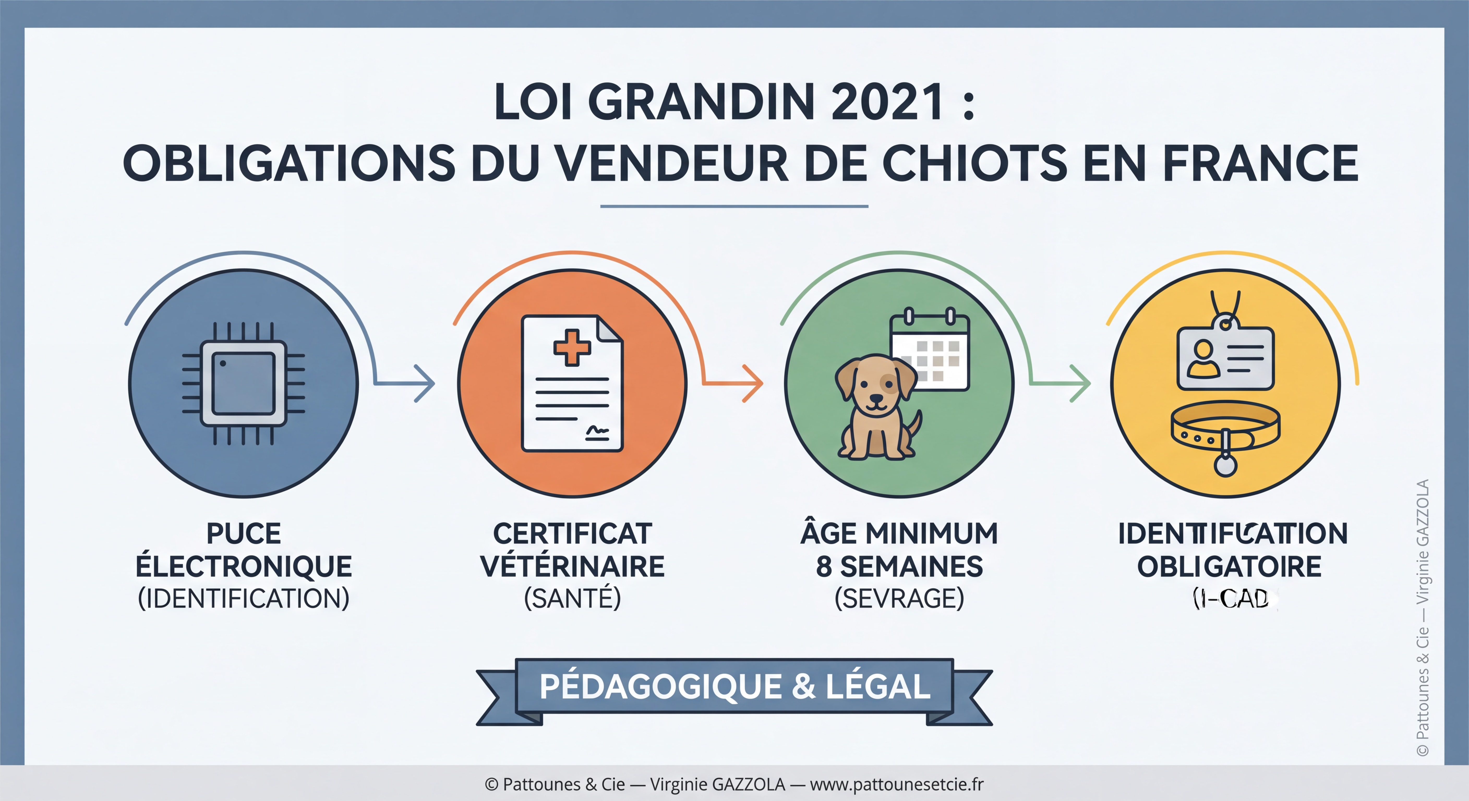 Infographie colorée et pédagogique illustrant la loi Grandin 2021 — obligations du vendeur de chiots en France — puce électronique, certificat vétérinaire, âge minimum 8 semaines, identification obligatoire — style infographie professionnelle — filigrane © Pattounes & Cie — Virginie GAZZOLA — signature © Pattounes & Cie — Virginie GAZZOLA — www.pattounesetcie.fr