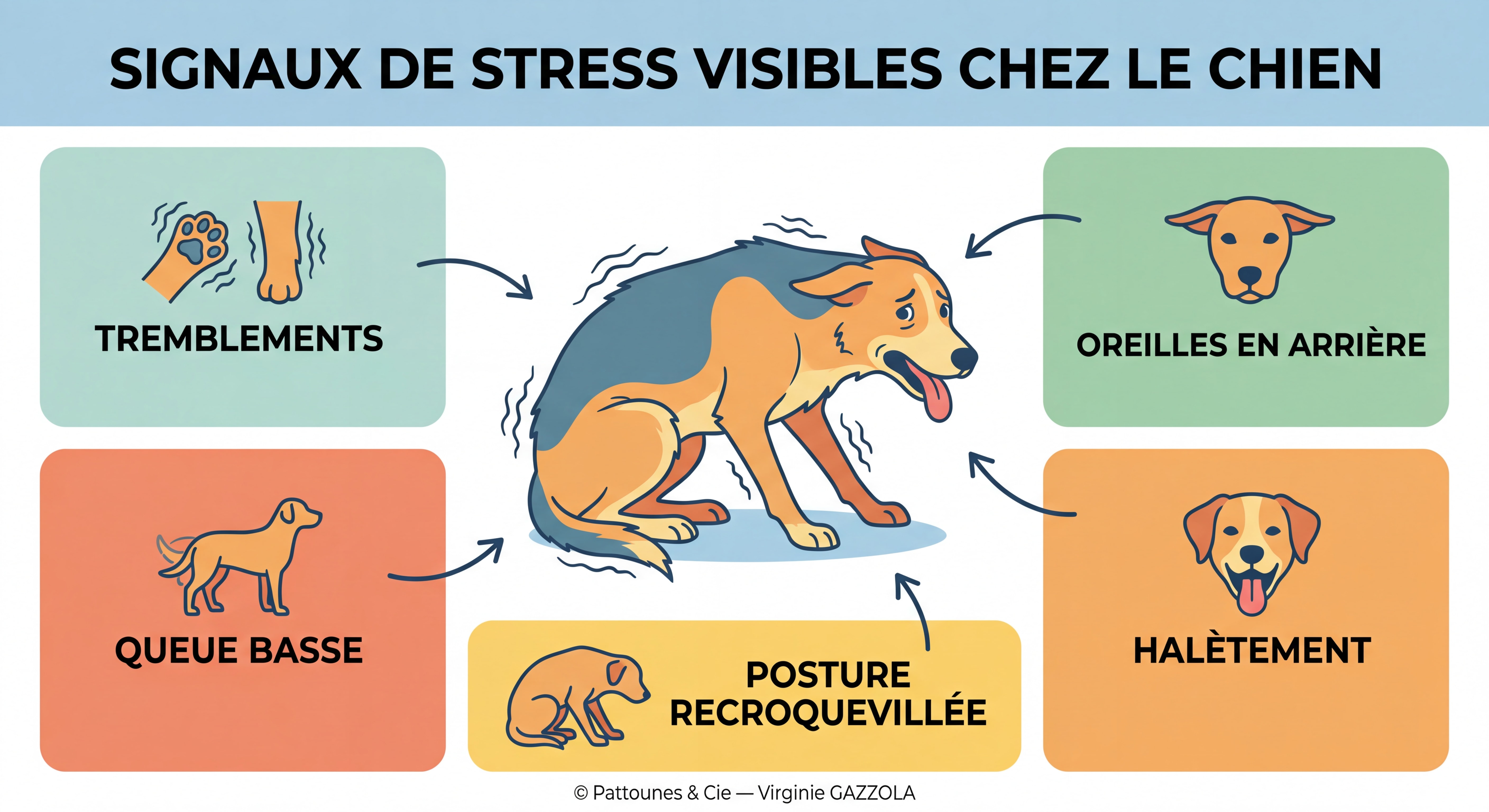 Infographie illustrée et colorée montrant les signaux de stress visibles chez le chien — tremblements, queue basse, oreilles en arrière, halètement, posture recroquevillée — © Pattounes & Cie — Virginie GAZZOLA