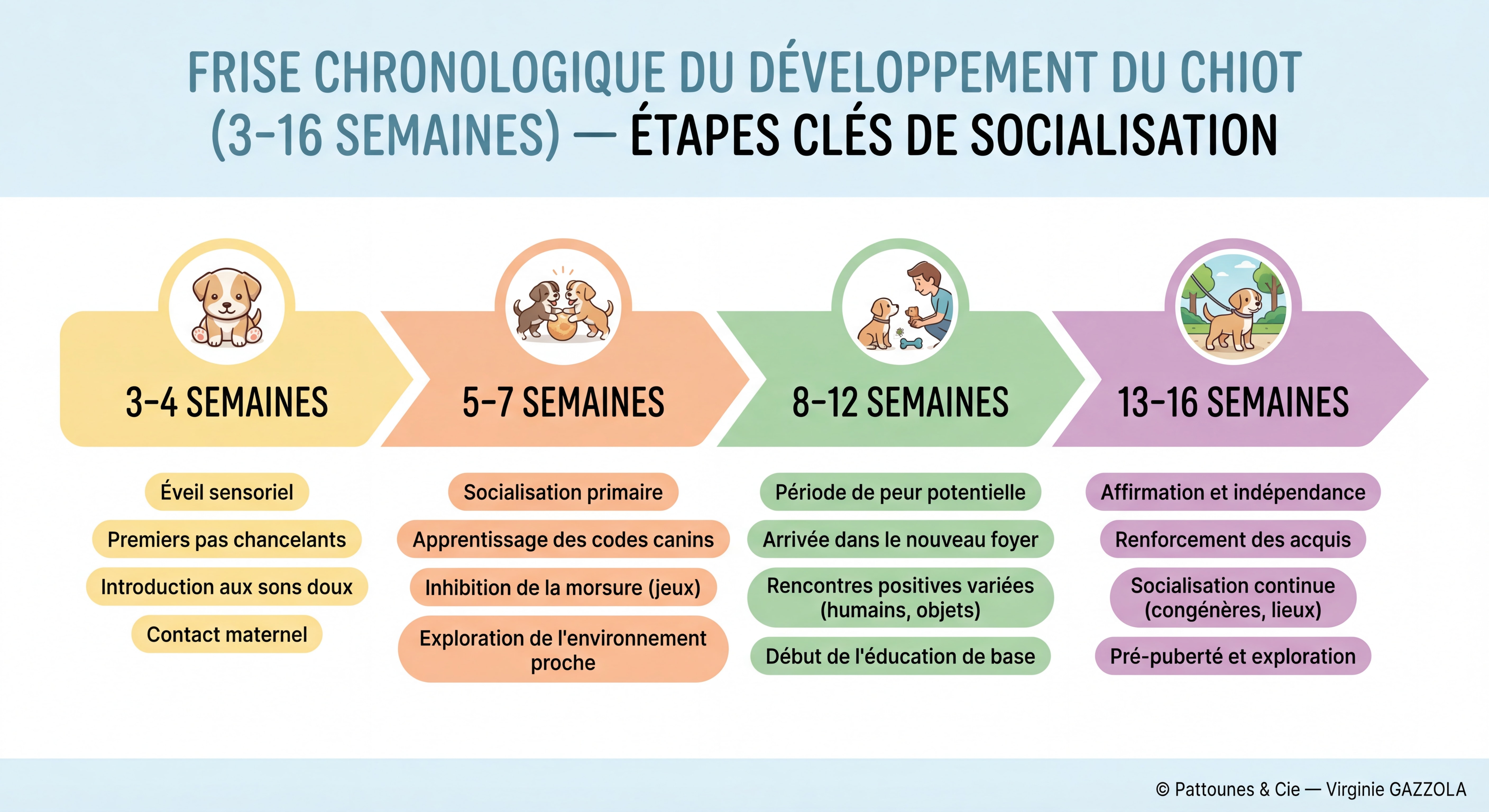 Infographie colorée illustrant la frise chronologique du développement du chiot de 3 à 16 semaines avec les étapes clés de socialisation — © Pattounes & Cie — Virginie GAZZOLA