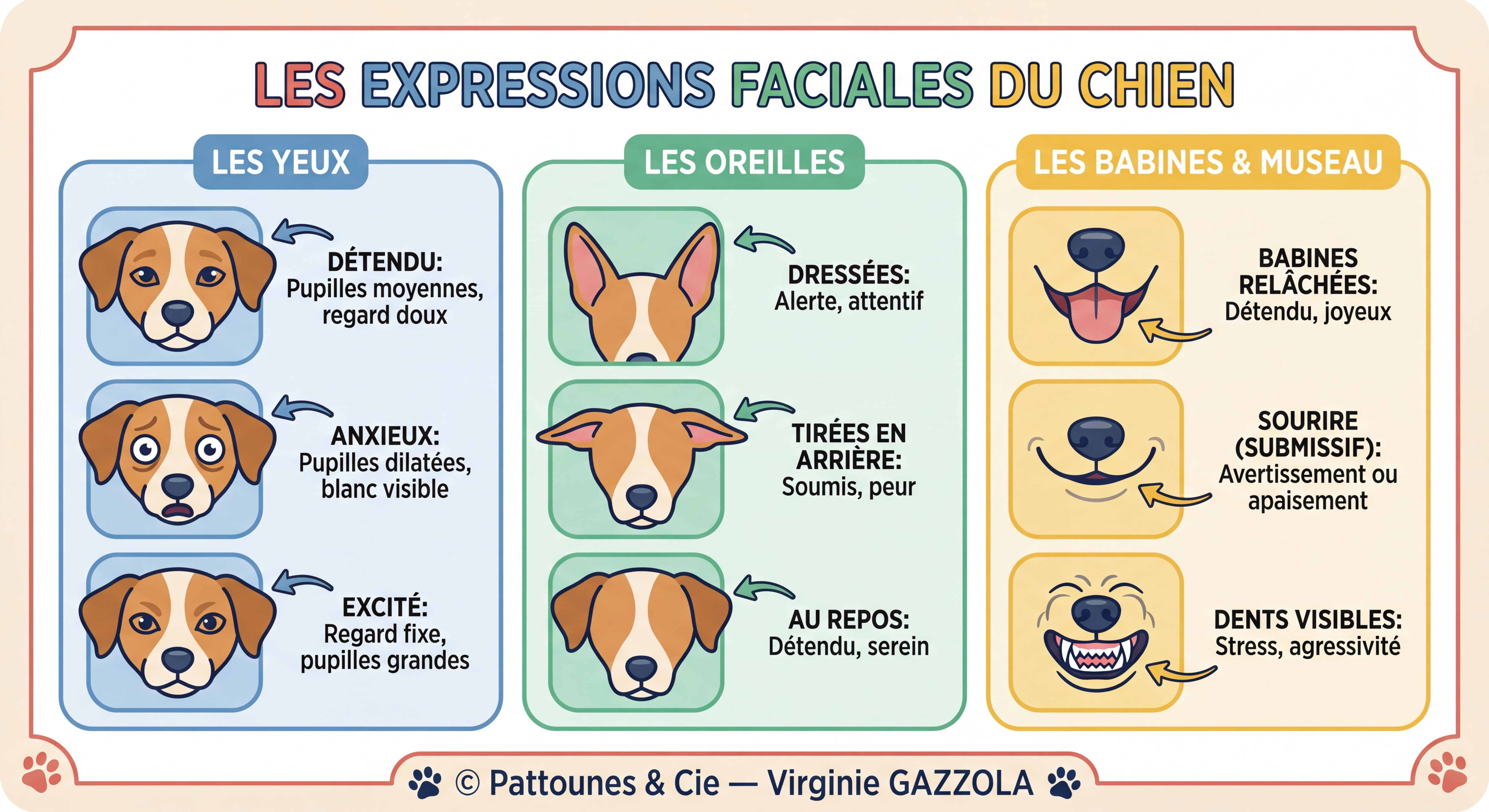 Infographie illustrée et colorée des expressions du visage du chien — yeux, oreilles, babines avec légendes explicatives — © Pattounes & Cie — Virginie GAZZOLA