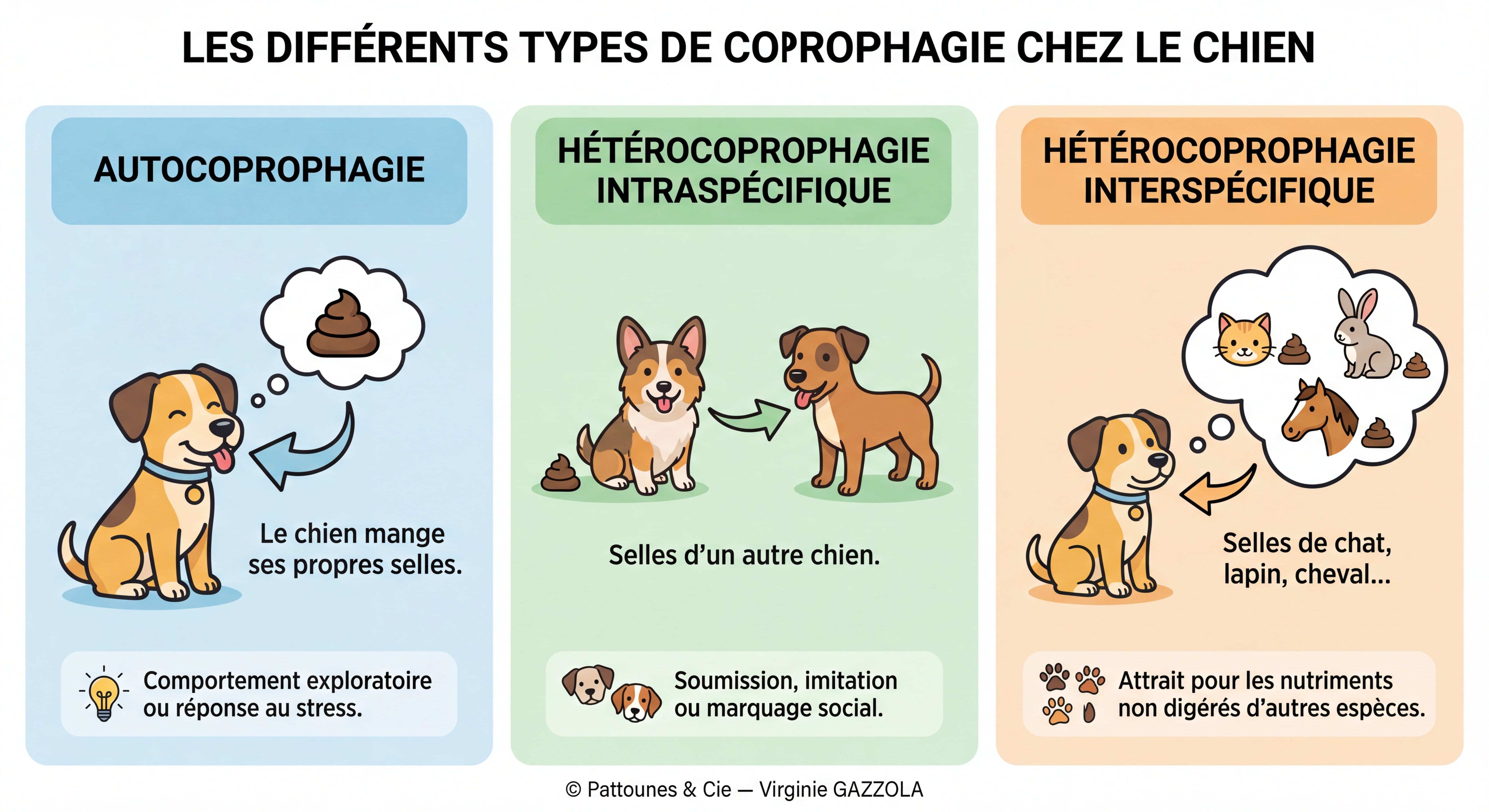Infographie très détaillée et colorée illustrant les différents types de coprophagie chez le chien : autocoprophagie (le chien mange ses propres selles), hétérocoprophagie intraspécifique (selles d'un autre chien), hétérocoprophagie interspécifique (selles de chat, lapin, cheval…), avec icônes expressives, flèches explicatives et textes pédagogiques, © Pattounes & Cie — Virginie GAZZOLA