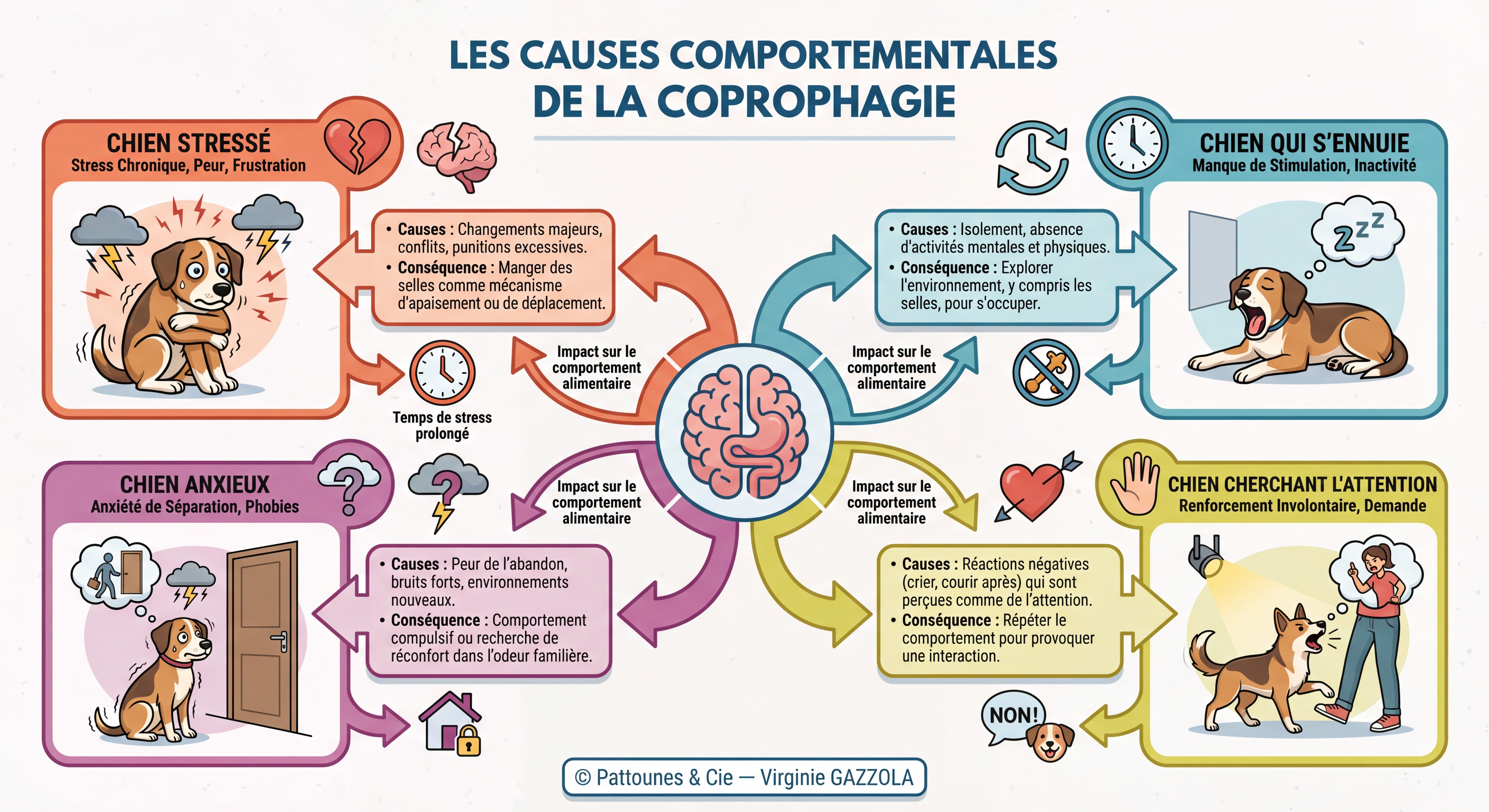 Infographie très détaillée et colorée des causes comportementales de la coprophagie : chien stressé, chien qui s'ennuie, chien anxieux, chien cherchant l'attention, avec illustrations expressives de chiens dans différentes postures émotionnelles, icônes symboliques (horloge, point d'interrogation, cœur brisé, cerveau), flèches et textes explicatifs détaillés, © Pattounes & Cie — Virginie GAZZOLA