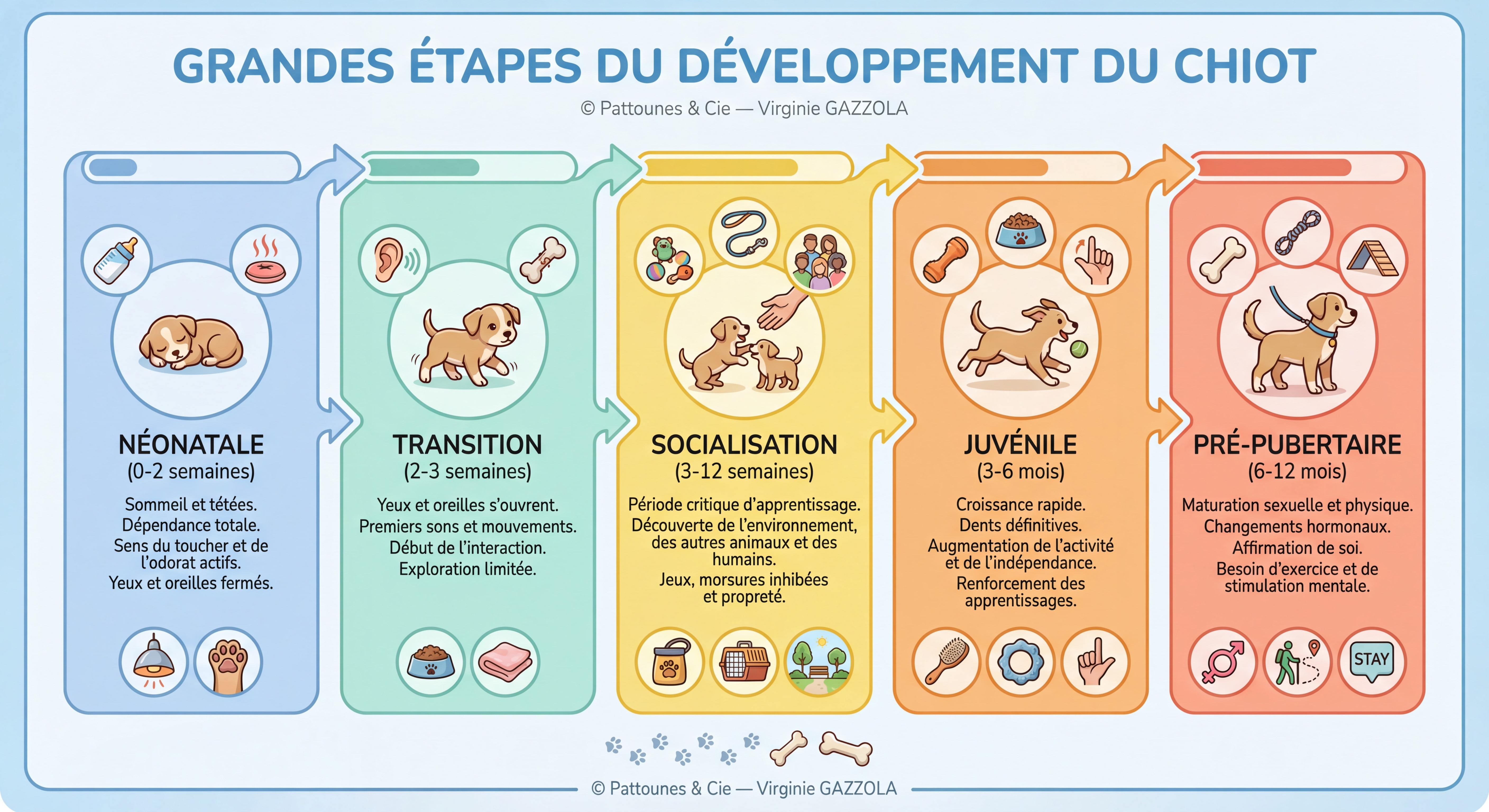 Infographie TRÈS DÉTAILLÉE des grandes étapes du développement du chiot — frise chronologique colorée avec icônes illustrées pour chaque phase : néonatale (0-2 semaines), transition (2-3 semaines), socialisation (3-12 semaines), juvénile (3-6 mois), pré-pubertaire (6-12 mois) — flèches, textes explicatifs, pictogrammes de chiots expressifs — © Pattounes & Cie — Virginie GAZZOLA
