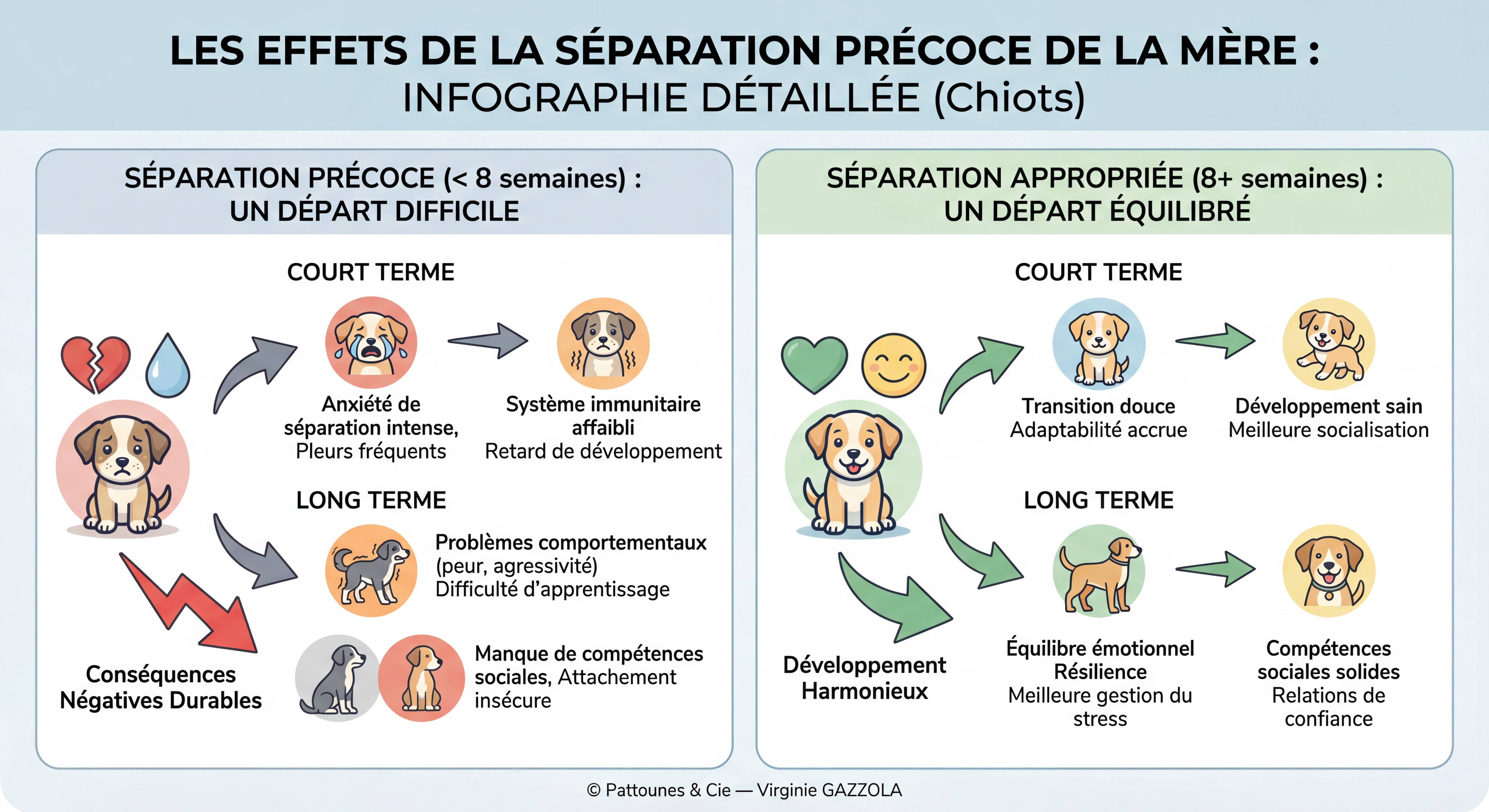 Infographie TRÈS DÉTAILLÉE sur les effets de la séparation précoce de la mère — style infographie émotionnelle et pédagogique — schéma comparatif chiot séparé trop tôt vs chiot séparé à l'âge approprié (8 semaines minimum) — icônes émotionnelles, flèches de conséquences à court et long terme, textes explicatifs détaillés — © Pattounes & Cie — Virginie GAZZOLA