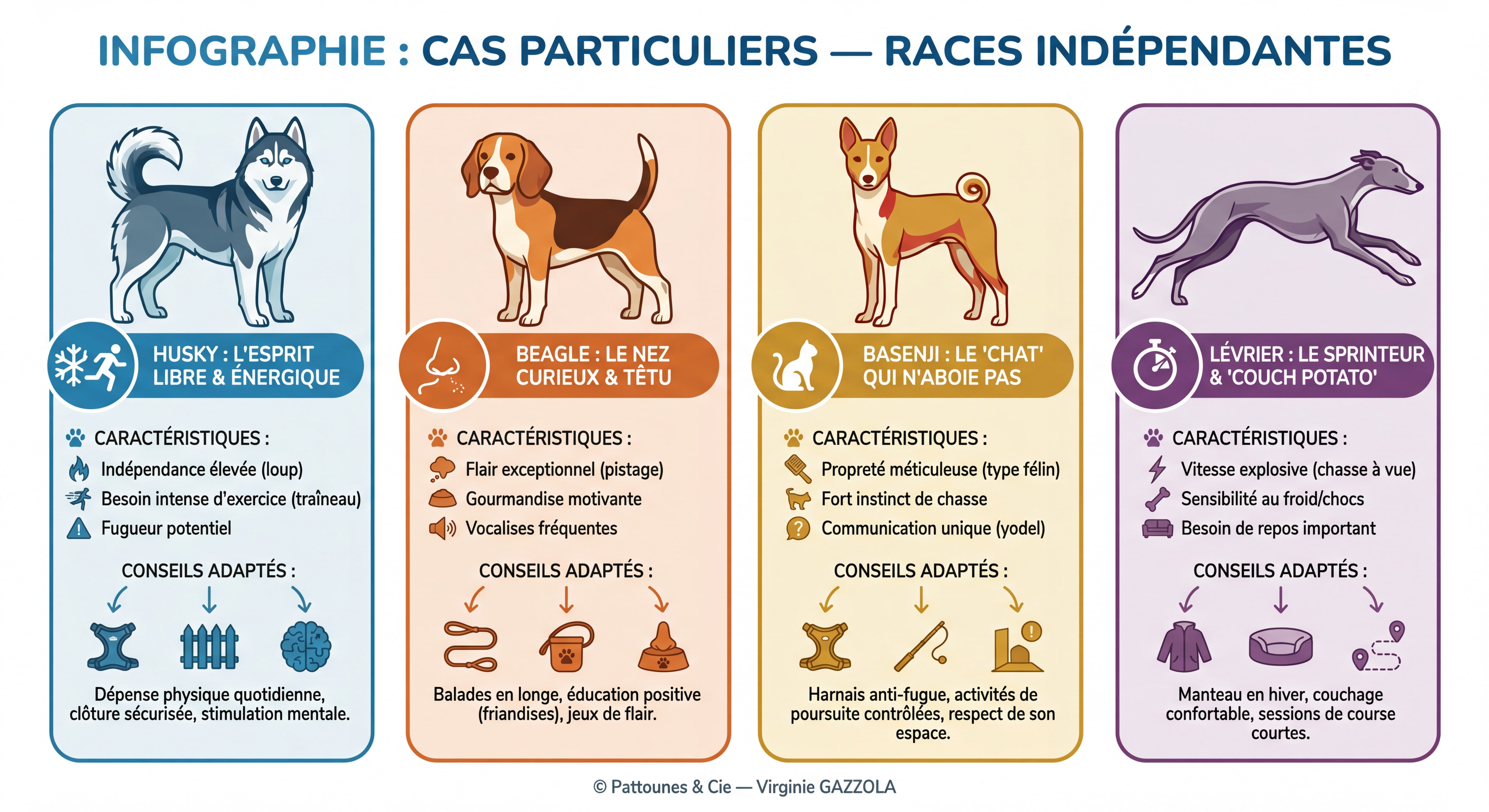 Infographie ultra-détaillée des cas particuliers — illustrations de races indépendantes (Husky, Beagle, Basenji, Lévrier) avec leurs caractéristiques spécifiques, conseils adaptés par race, icônes et pictogrammes colorés, schémas explicatifs, style infographie moderne © Pattounes & Cie — Virginie GAZZOLA