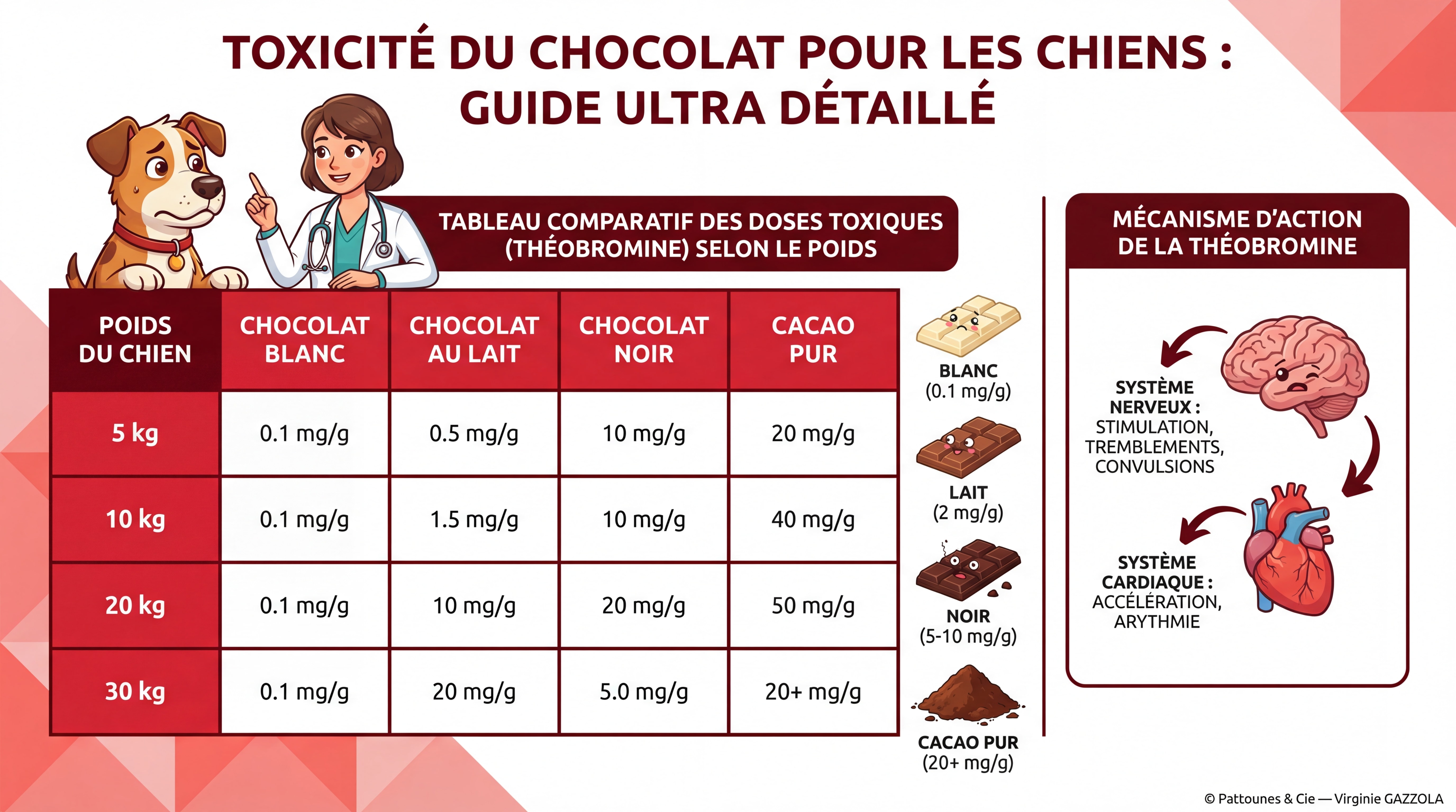 Infographie ULTRA DÉTAILLÉE sur la toxicité du chocolat — tableau comparatif des doses toxiques selon le poids du chien (5 kg, 10 kg, 20 kg, 30 kg), types de chocolat illustrés (noir, lait, blanc, cacao pur) avec teneurs en théobromine en mg/g, schéma du mécanisme d'action de la théobromine sur le système nerveux et cardiaque du chien, personnages animés expressifs, couleurs vives, fond blanc et rouge, © Pattounes & Cie — Virginie GAZZOLA