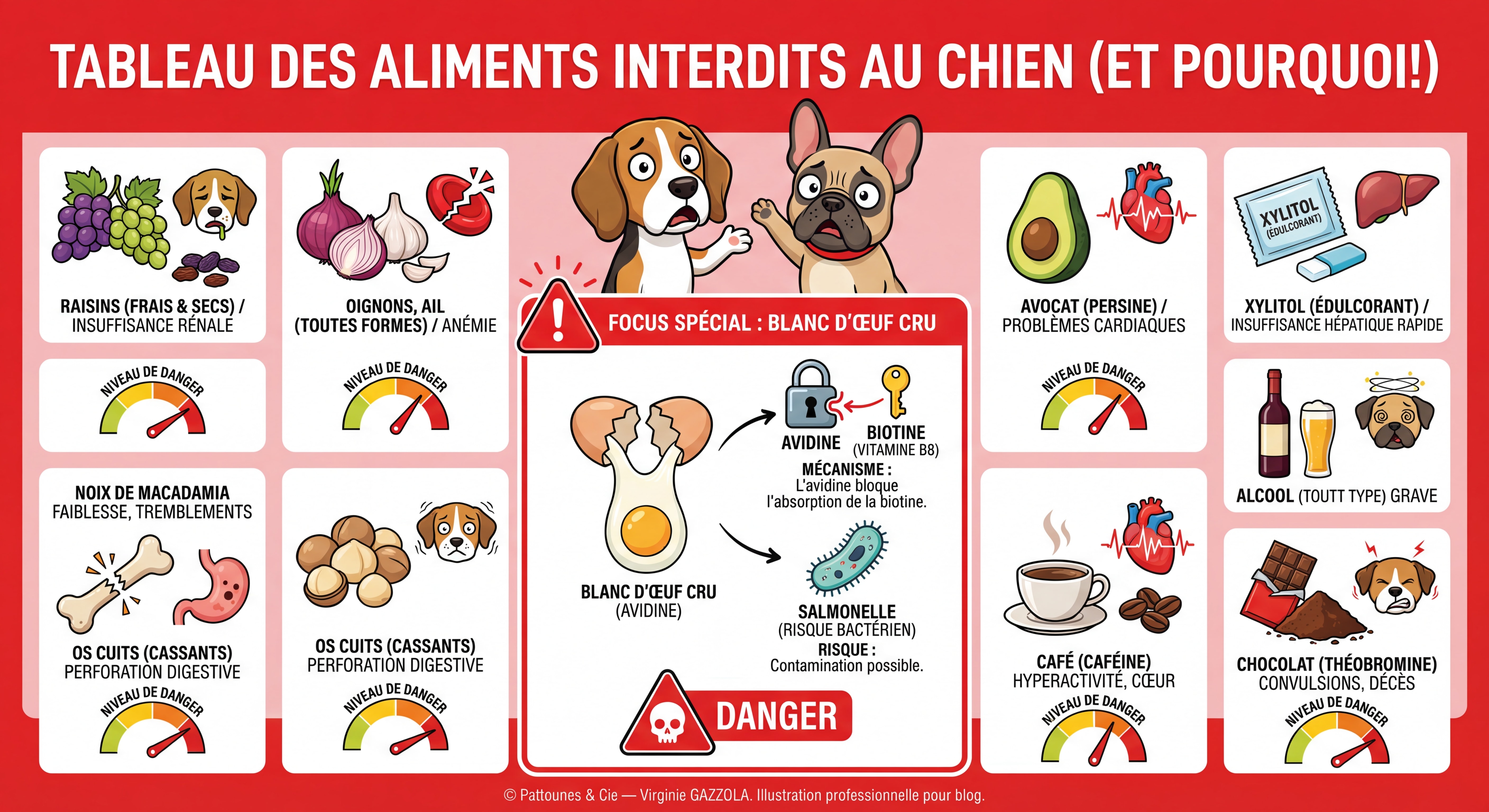 Infographie ULTRA DÉTAILLÉE tableau des aliments INTERDITS au chien — fond rouge vif, icônes expressives et colorées pour chaque aliment dangereux, focus spécial sur le BLANC D'ŒUF CRU avec schéma du mécanisme avidine/biotine/salmonelle mis en évidence dans un encadré rouge avec point d'exclamation, raisins, oignons, ail, avocat, xylitol, alcool, noix de macadamia, os cuits, café, chocolat illustrés avec niveau de danger, personnages de chiens animés alarmés, © Pattounes & Cie — Virginie GAZZOLA