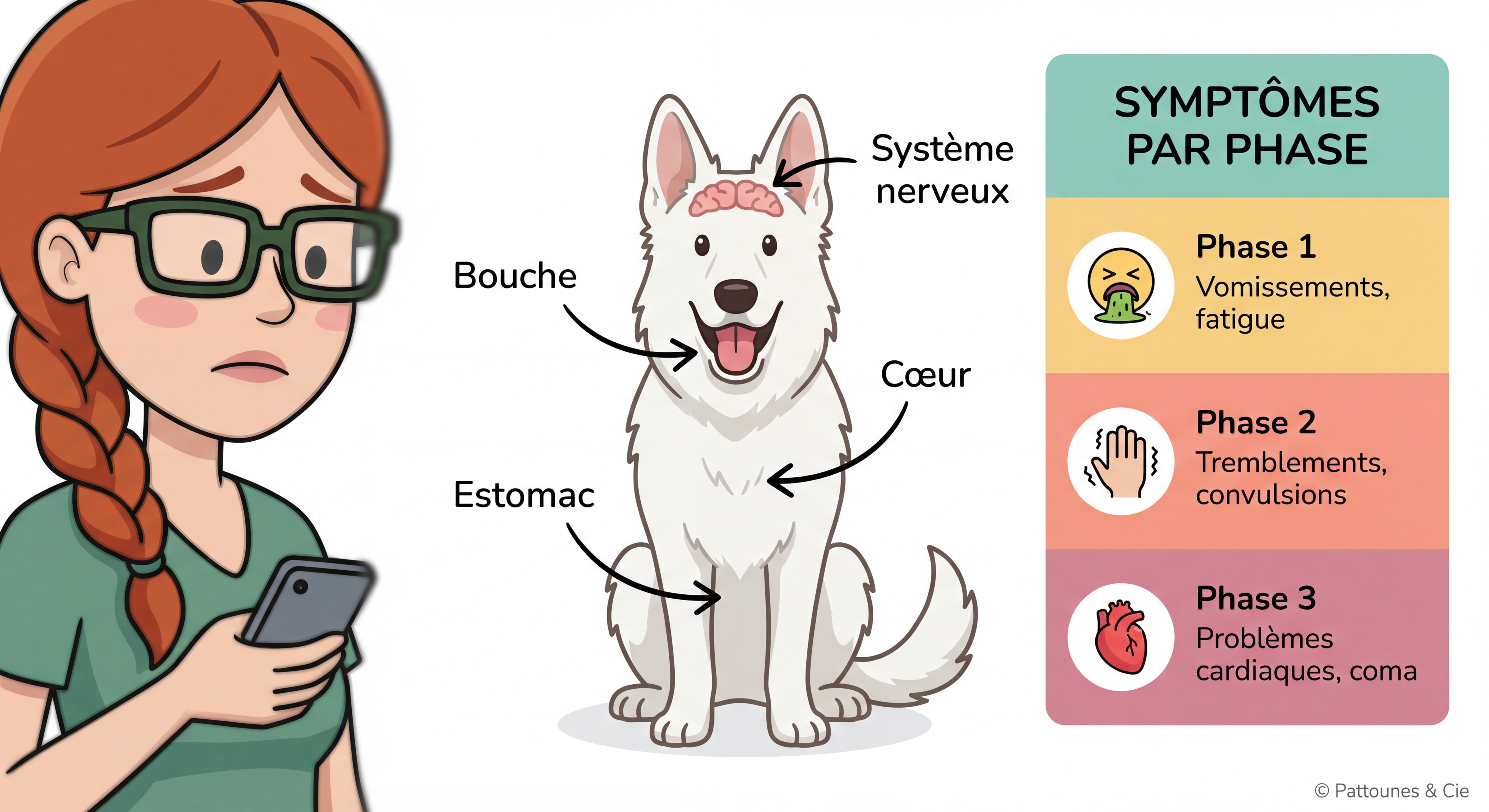 Infographie style cartoon HD coloré ultra-détaillée — schéma corporel d'un Berger Blanc Suisse avec flèches indiquant les zones affectées (bouche, estomac, cœur, système nerveux), liste des symptômes par phase avec icônes colorées, femme rousse tresse lunettes rectangulaires vert foncé en arrière-plan inquiète, fond blanc professionnel, © Pattounes & Cie