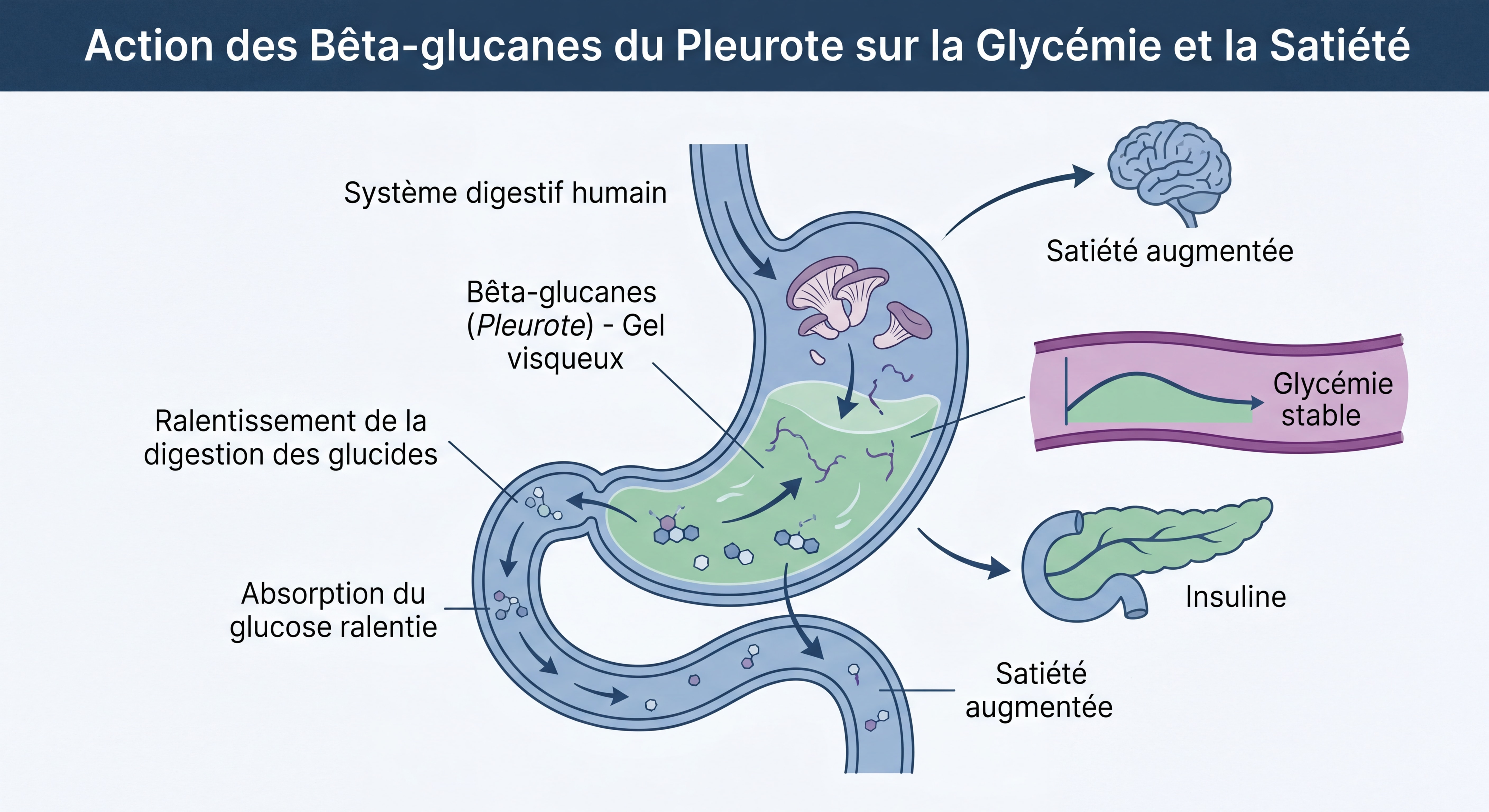 Illustration scientifique montrant l'action des bêta-glucanes du Pleurote sur la glycémie et la satiété dans le système digestif humain