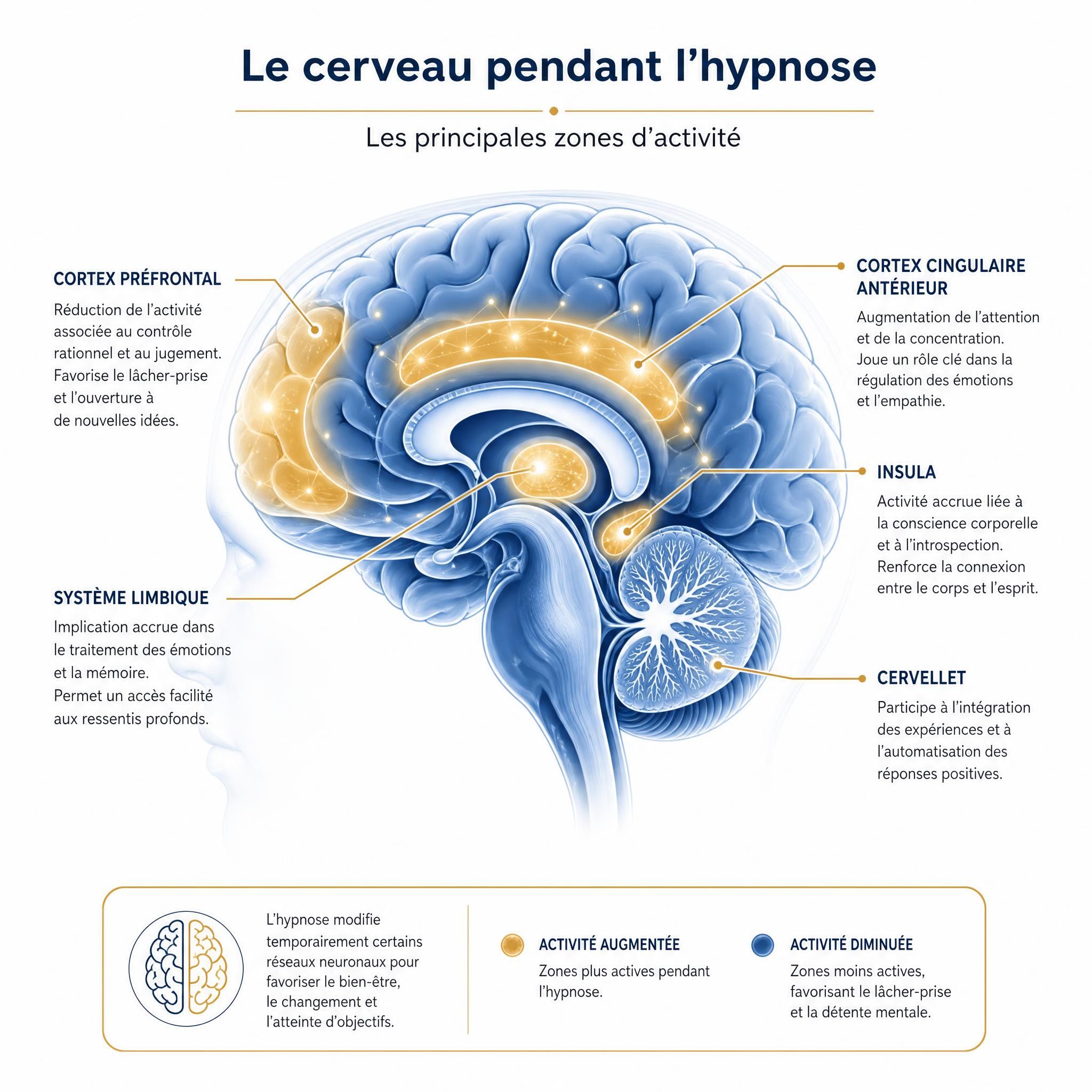 Illustration schématique du cerveau humain avec zones d'activité mises en valeur lors d'une séance d'hypnose, tons bleus et dorés, style infographie médicale moderne, fond blanc épuré