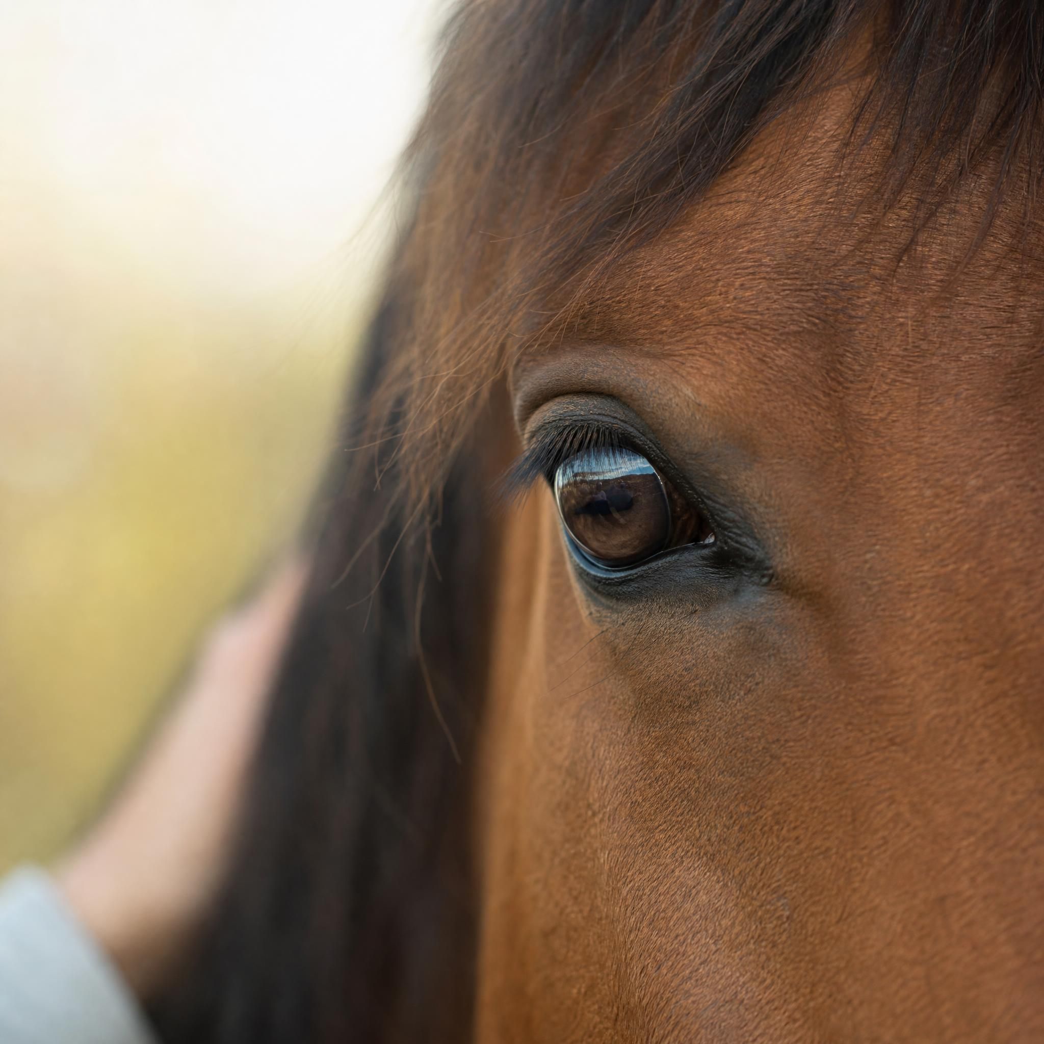 Gros plan sur le regard doux et expressif d'un cheval, symbolisant la connexion émotionnelle et la relation thérapeutique en équithérapie Vaucluse