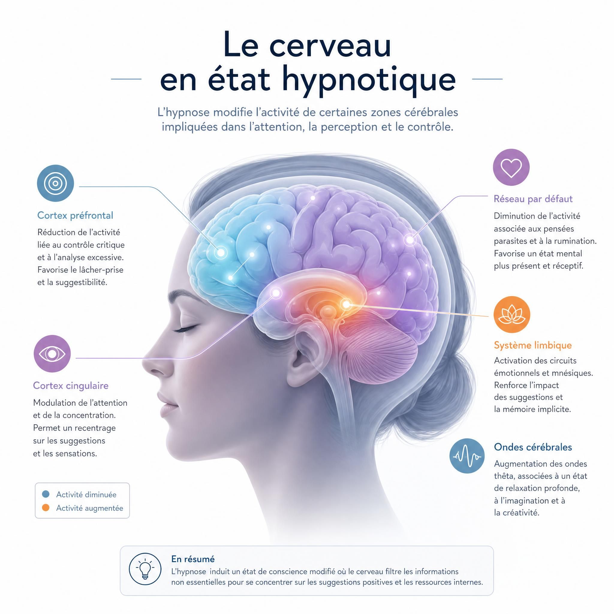 illustration neurosciences cerveau en état hypnotique avec zones d'activité cérébrale modulées, style médical doux