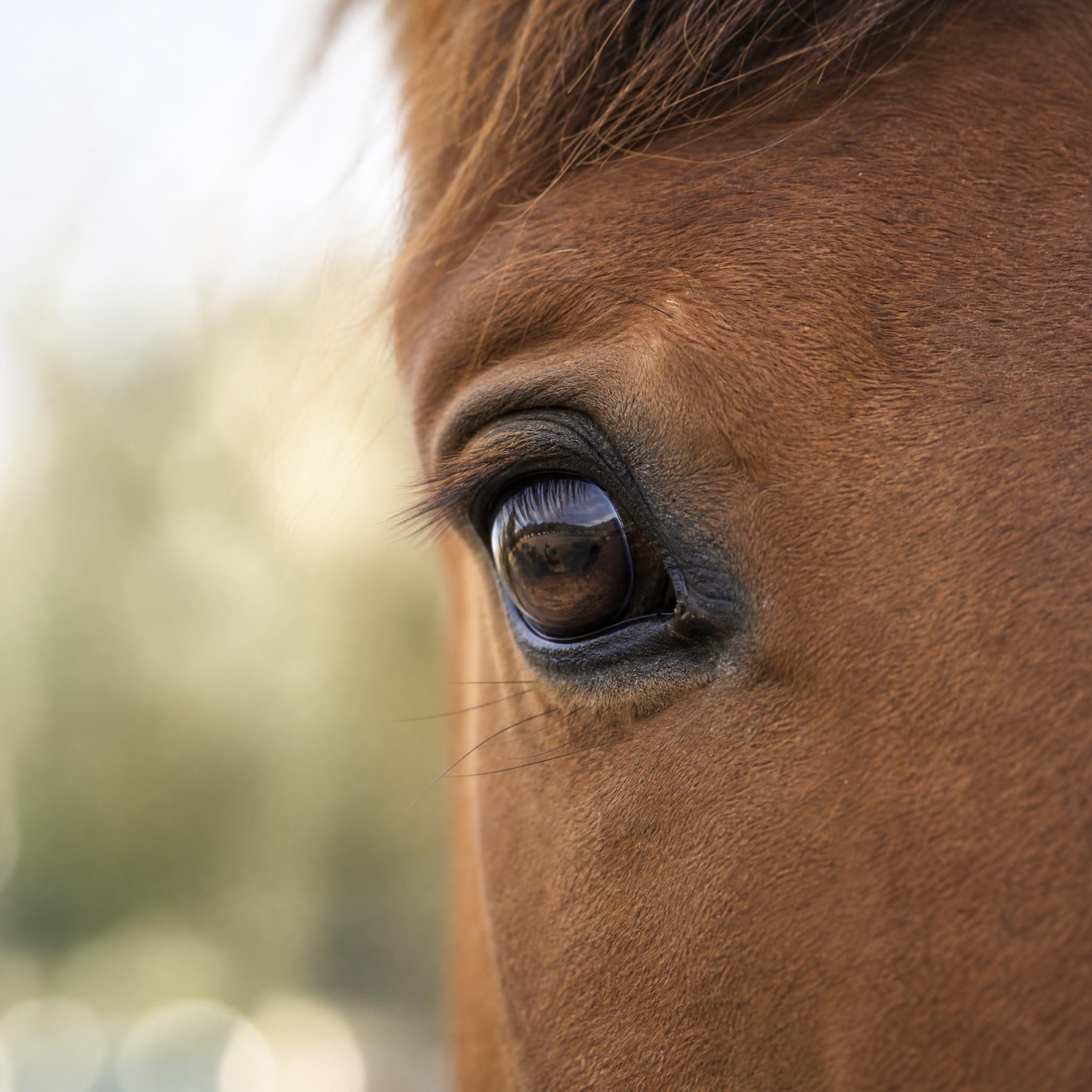 Gros plan sur le regard d'un cheval, œil doux et expressif, symbole de la relation thérapeutique en équithérapie