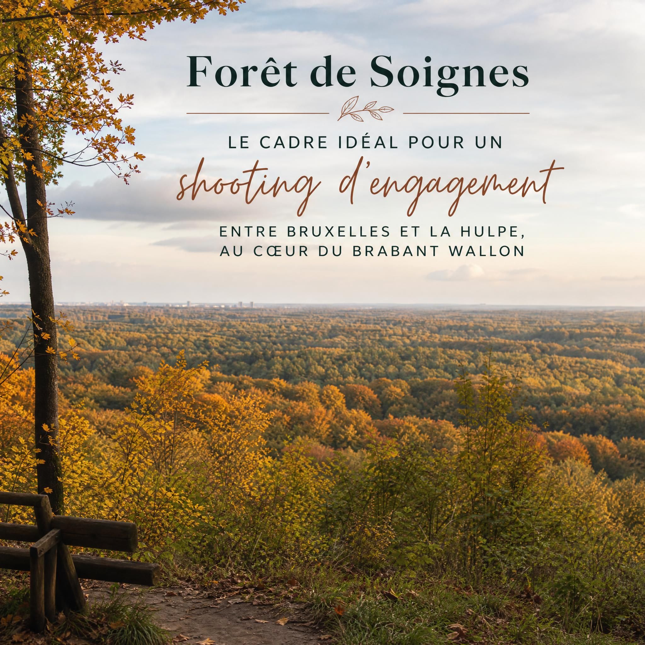 Vue panoramique de la Forêt de Soignes en automne, lieu idéal pour un shooting d'engagement naturel entre Bruxelles et La Hulpe, Brabant wallon