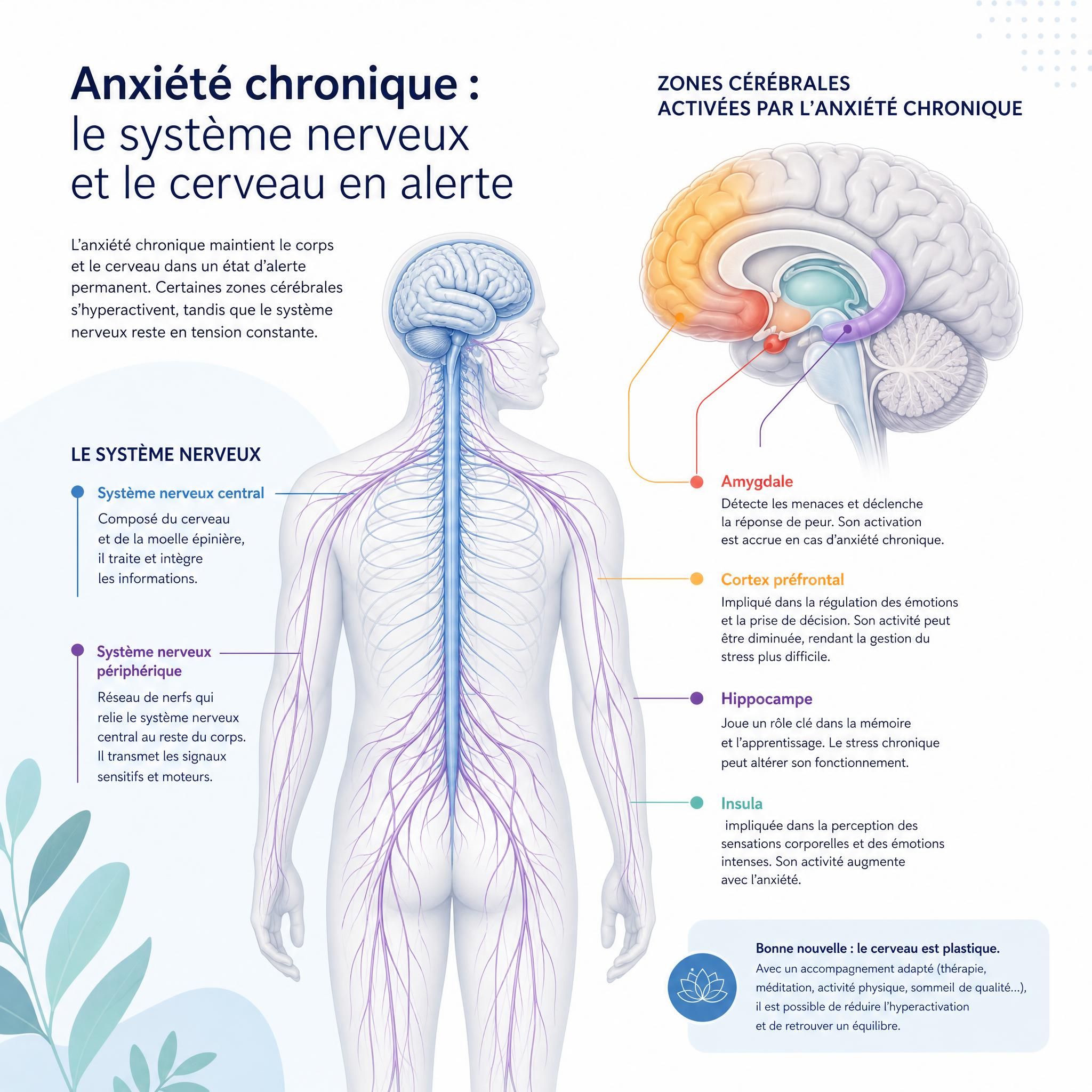 illustration du système nerveux humain et des zones cérébrales activées par l'anxiété chronique, style médical moderne et apaisant