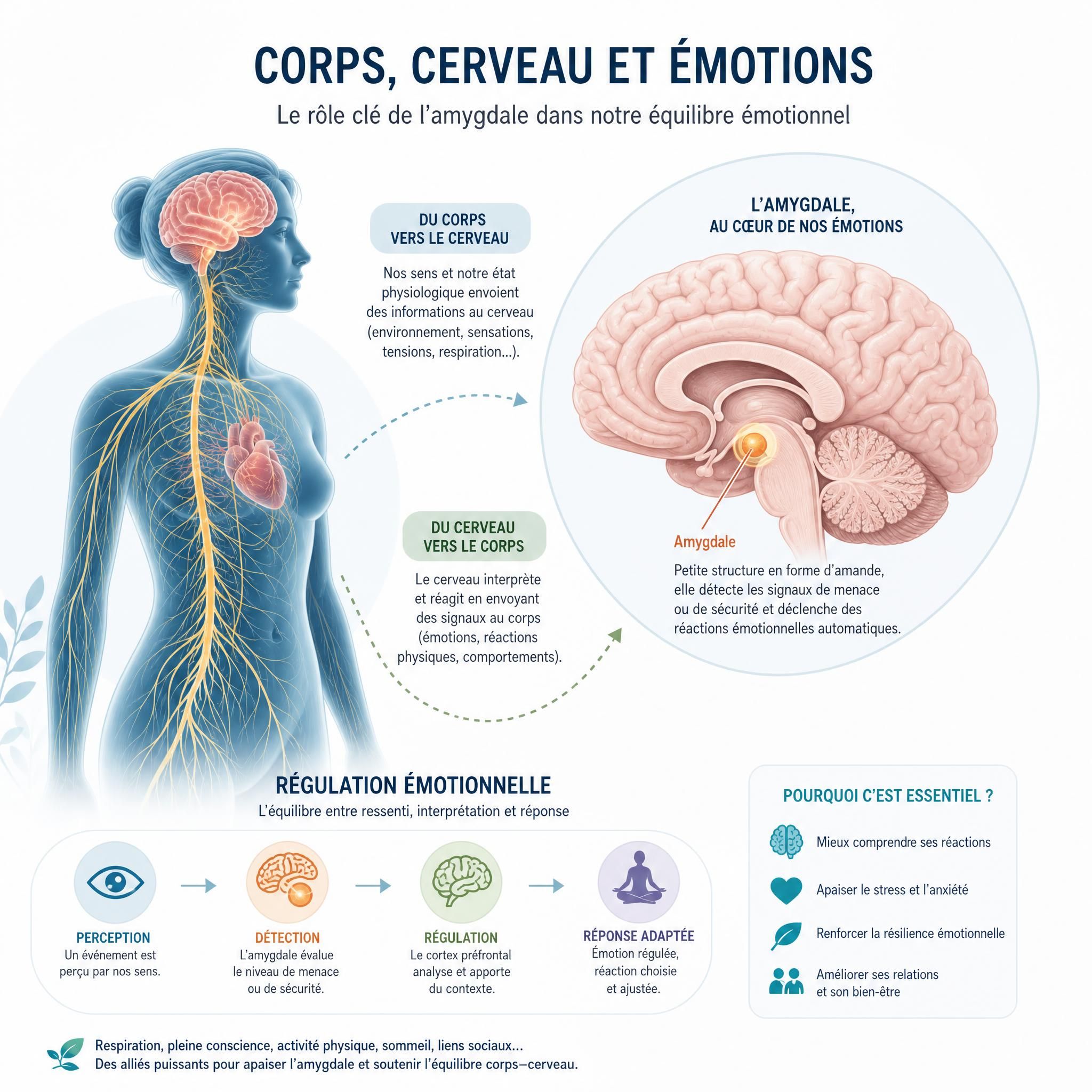 Illustration du système nerveux et de l'amygdale cérébrale, connexion corps-cerveau et régulation émotionnelle