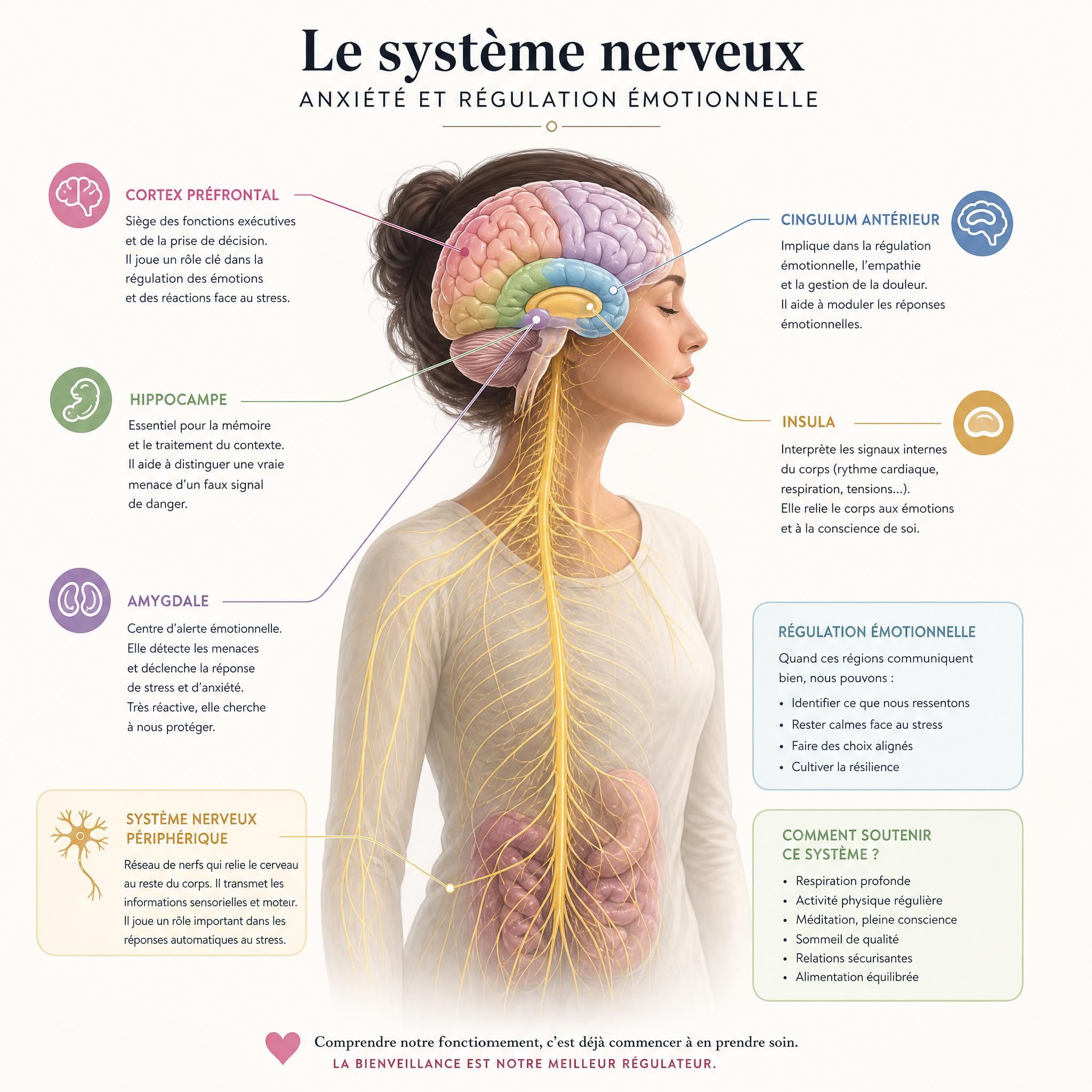 illustration du système nerveux humain avec zones cérébrales liées à l'anxiété et à la régulation émotionnelle, style scientifique et chaleureux