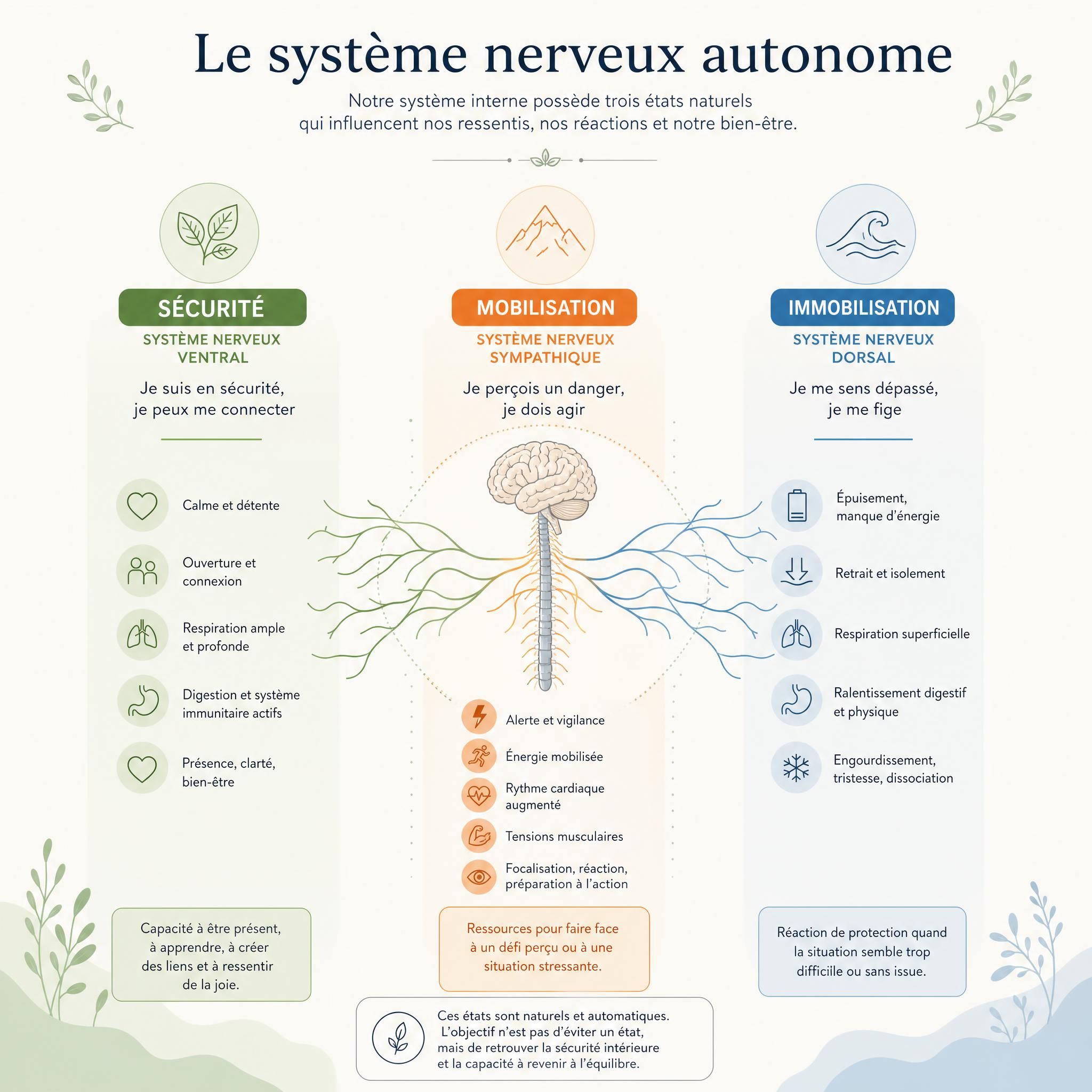 Illustration schématique apaisante du système nerveux autonome avec les trois états — sécurité, mobilisation, immobilisation — représentés par des couleurs douces (vert, orange, bleu), style infographie bien-être minimaliste