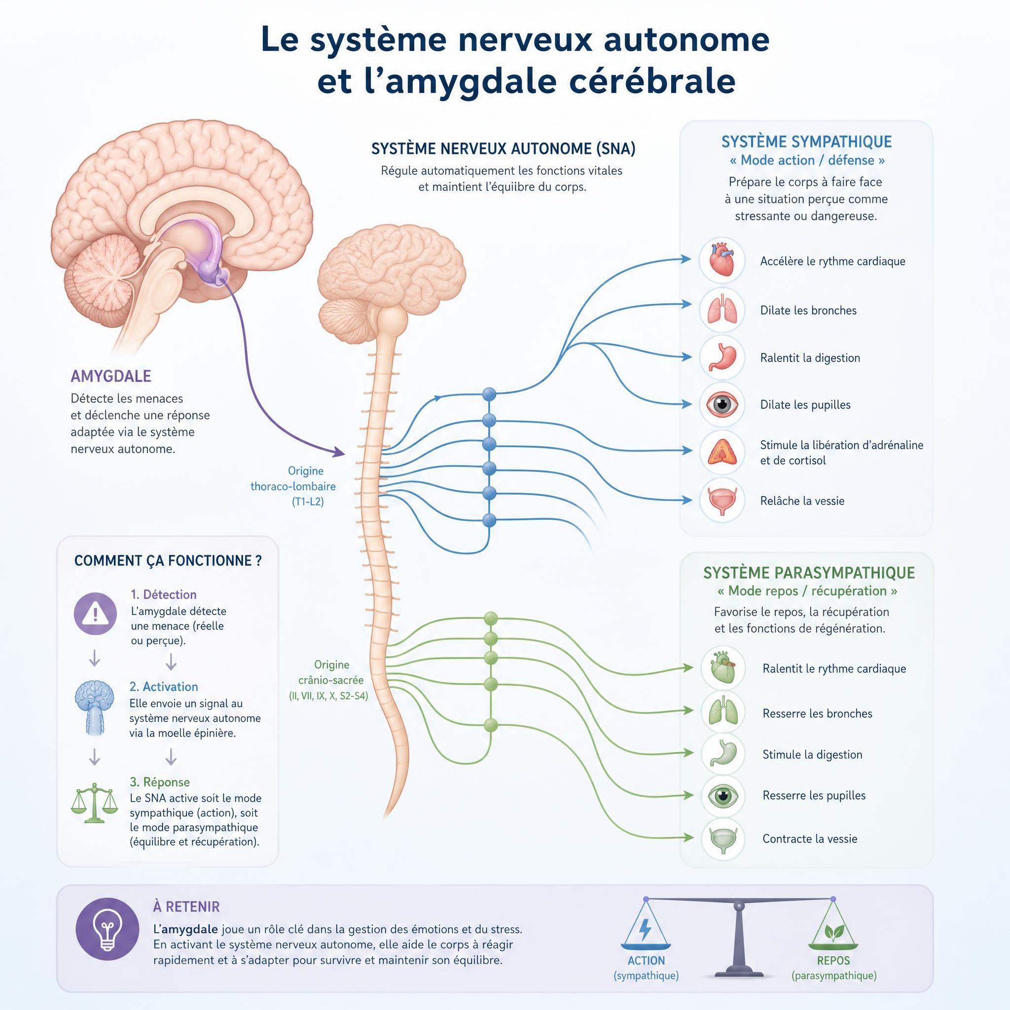 illustration schématique du système nerveux autonome et de l'amygdale cérébrale, style médical doux et pédagogique, couleurs apaisantes