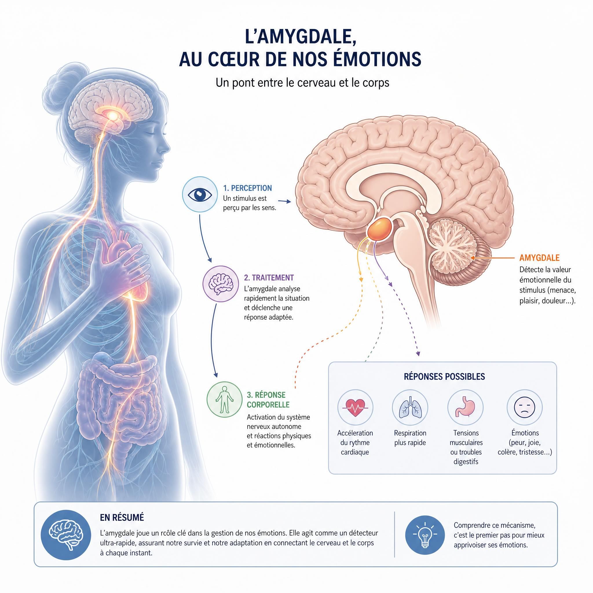 Illustration schématique du système nerveux et de l'amygdale, représentation corps-cerveau connexion émotionnelle