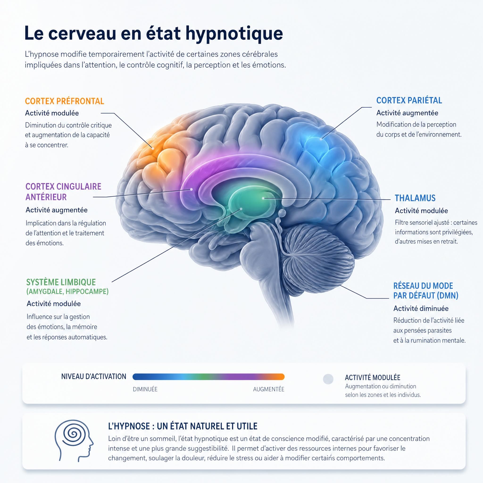 Représentation schématique du cerveau avec zones d'activation pendant l'état hypnotique, neurosciences et hypnose thérapeutique