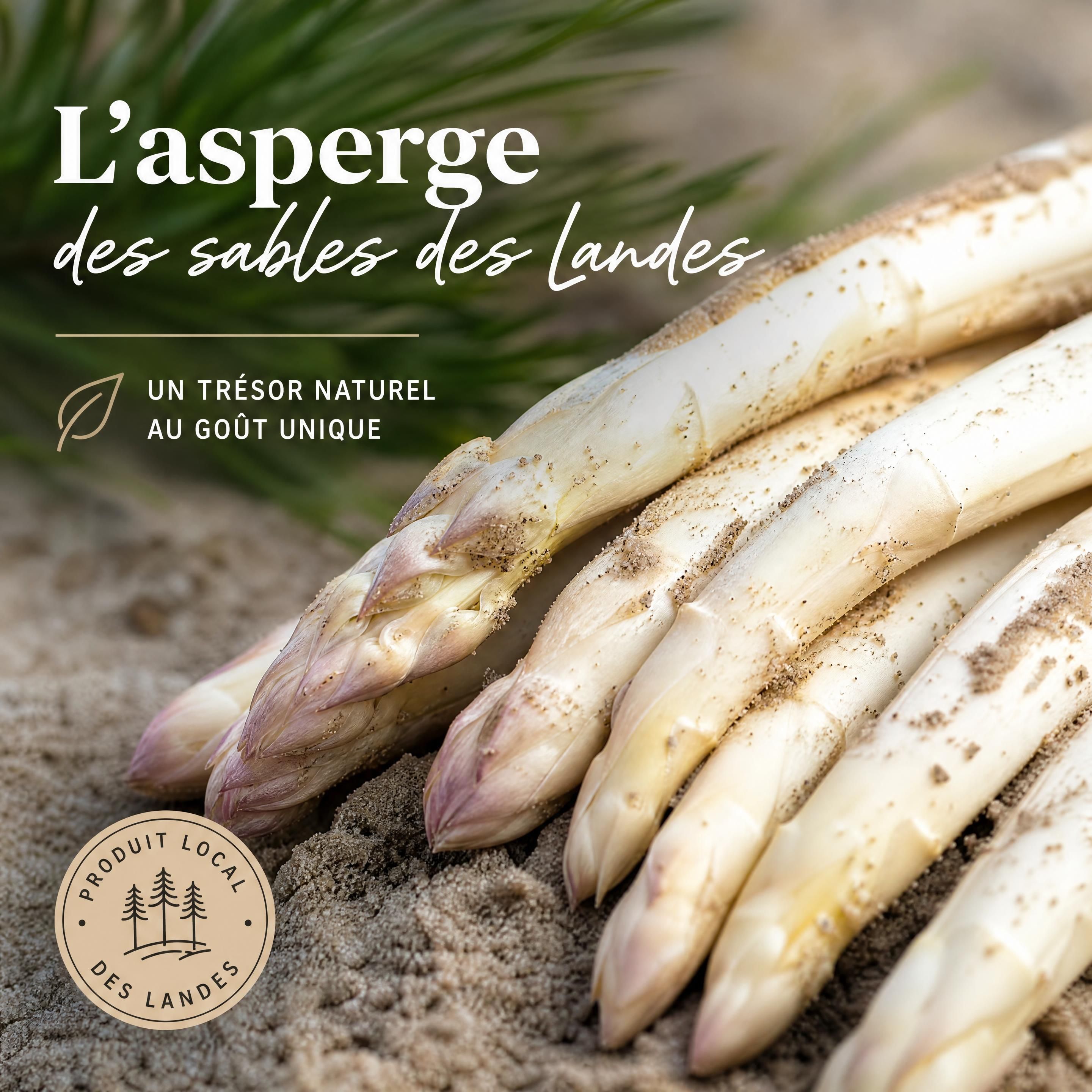 Gros plan sur des asperges des sables des Landes fraîchement récoltées — Mimizan — Olivier Roussel, conseiller immobilier IAD France à Mimizan (Landes, 40)