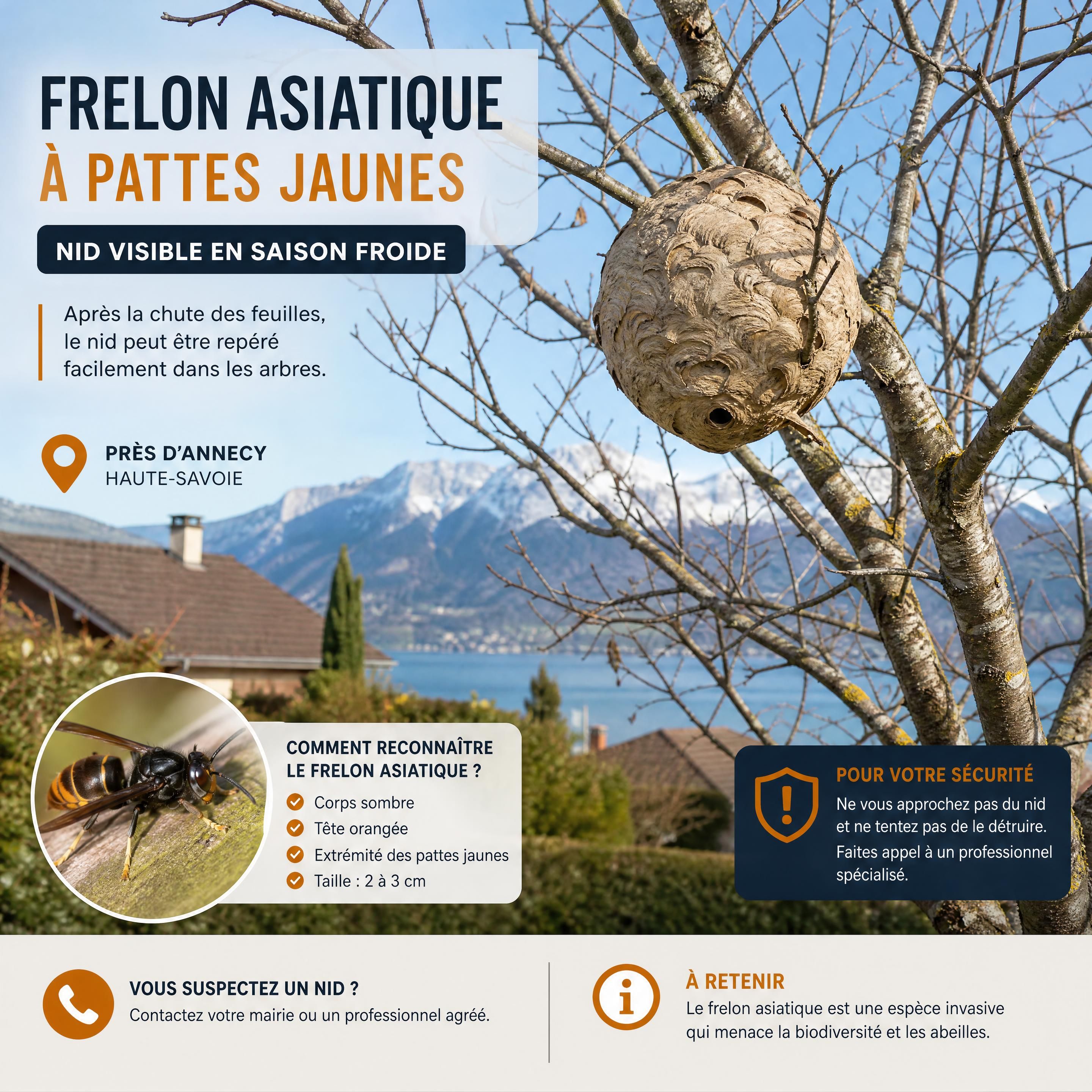 Nid de frelon asiatique à pattes jaunes visible dans un arbre après la chute des feuilles, dans un jardin résidentiel près d’Annecy
